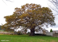 Árbores senlleiras de Galiza: carballos